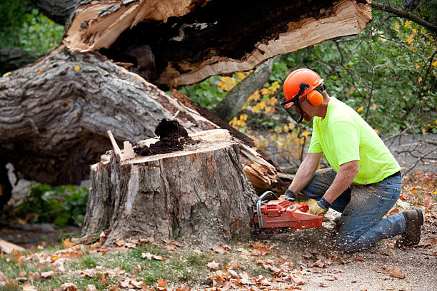 The Steps Involved in Our Tree Care Process in Linden, CA